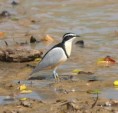 /album/photogallery/egyption-plover-jpg/